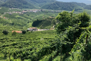 Venice: Prosecco Hills Wineries Tour with Tastings and Lunch