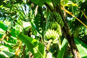 Zanzibar: Day Trip Stone Town, Spice Tour, Prison Island