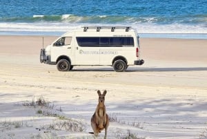 Depuis Brisbane : excursion d'une journée sur l'île de Bribie