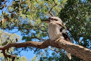 Depuis Brisbane : excursion d'une journée sur l'île de Bribie