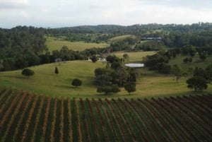 Brisbane: Picnic en las viñas