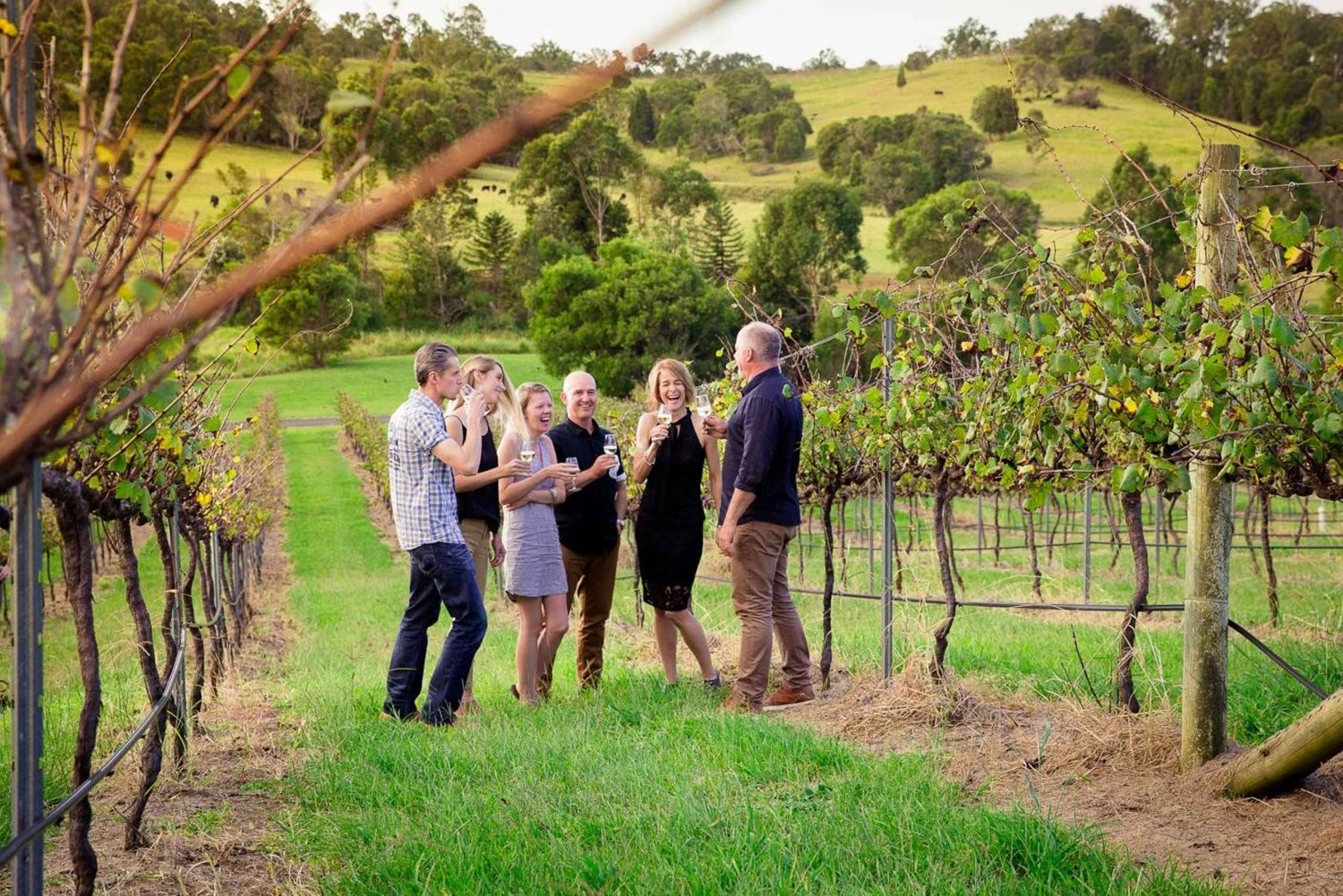 Brisbane: Vin og middag i vinrankene