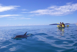 Dolphin View Kayak and Great Beach Drive Tour from Noosa