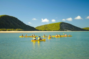 From Noosa: Dolphin Sea Kayaking and Beach 4X4 Tour
