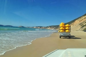 From Noosa: Dolphin Sea Kayaking and Beach 4X4 Tour