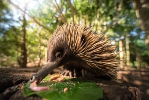 Desde Brisbane: Zoo de Australia y delicias costeras