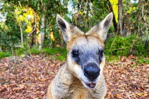 From Brisbane: Bribie Island Day Trip and 4x4 tour