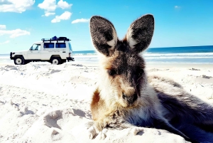From Brisbane: Bribie Island Day Trip and 4x4 tour