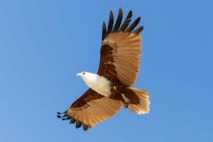 From Brisbane: Bribie Island Day Trip and 4x4 tour