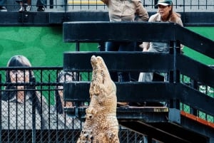 Da Gold Coast: trasferimento all'Australia Zoo e biglietto d'ingresso