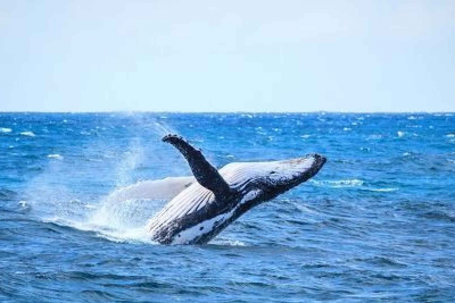 From Mooloolaba: Guided Whale Watching Cruise