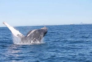 Z Mooloolaba: Lux Rejs z obserwacją wielorybów