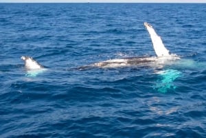 Mooloolabasta: Lux Whale Watching Cruise