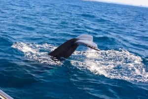 From Mooloolaba: Guided Whale Watching Cruise