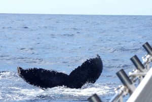 Da Mooloolaba: Crociera Lux per avvistare le balene