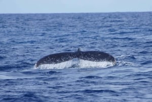 Ab Mooloolaba: Lux Whale-Watching-Bootsfahrt