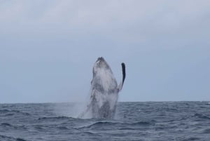 Au départ de Mooloolaba : Croisière observation des baleines Lux