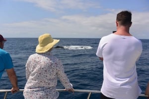 Desde Mooloolaba Lux Whale Watching Cruise (Crucero de avistamiento de ballenas)