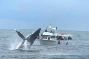 From Mooloolaba: Lux Whale Watching Cruise