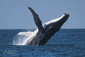 From Mooloolaba: Lux Whale Watching Cruise