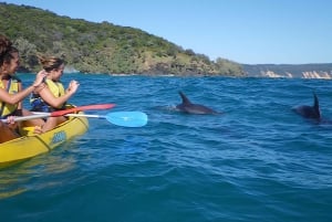 Desde Noosa: paseo en kayak de mar para ver delfines y recorrido en 4x4 por la playa