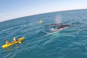 Desde Noosa: paseo en kayak de mar para ver delfines y recorrido en 4x4 por la playa