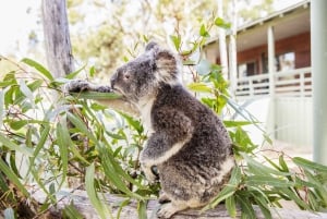 Fra Sydney: 16-dages tur til det bedste af Australiens østkyst