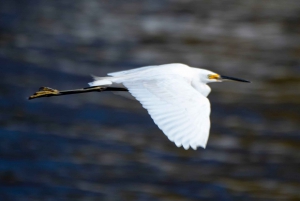Maroochydore: Private Maroochy River Eco Cruise with Lunch