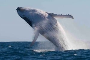 Mooloolaba: 1.5-Hour Whale Watching Adventure