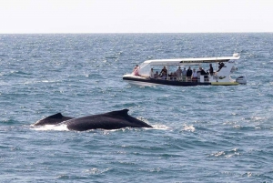 Mooloolaba: Aventura de 2 horas de avistamiento de ballenas