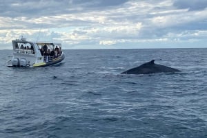 Mooloolaba: Aventura de 2 horas de avistamiento de ballenas