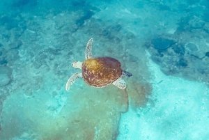Mooloolaba: nurkowanie z żółwiami na wyspie Mudjimba
