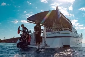 Mooloolaba: Snorkel med skildpadder på Mudjimba Island