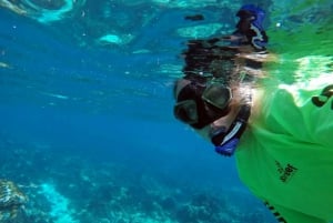 Mooloolaba: Snorkling med skilpaddene på Mudjimba Island