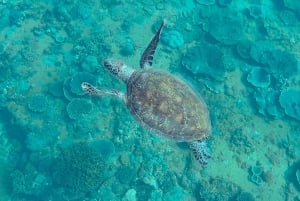 Mooloolaba: Schnorcheln mit Schildkröten Mudjimba Island