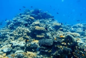 Mooloolaba: Snorkla med sköldpaddor Mudjimba Island