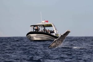 Mooloolaba: Whale Watching Cruise