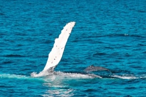 Mooloolaba: Crociera per avvistare le balene