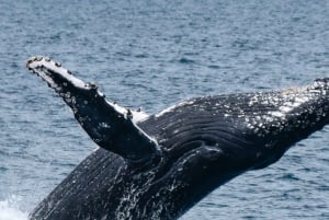 Mooloolaba: Crociera per avvistare le balene