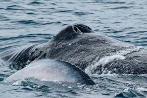 Mooloolaba: Cruzeiro de observação de baleias