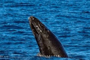 Mooloolaba: Rejs z obserwacją wielorybów