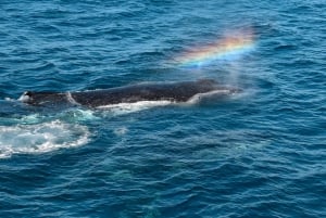 Mooloolaba: Cruzeiro de observação de baleias