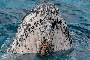 Mooloolaba: tour de avistamiento de ballenas