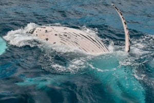 Mooloolaba : croisière observation des baleines