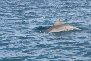 Noosa Ocean Adventure & Dolphin Safari.