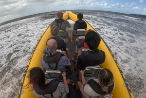 Noosa Ocean Adventure & Dolphin Safari.