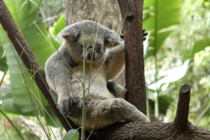 From Brisbane: Day Trip to Noosa, Glass House Mtns and Zoo