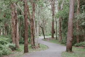 Noosa: E-Bike Tour from Mt Tinbeerwah to Noosa