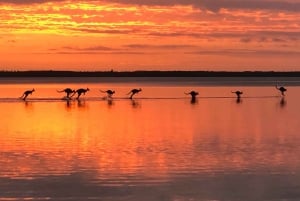 Noosa: Everglades Explorer-kryssning med kanotpaddling som tillval