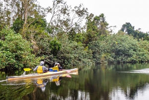 Everglades de Noosa: Tour guiado verdadeiramente sustentável